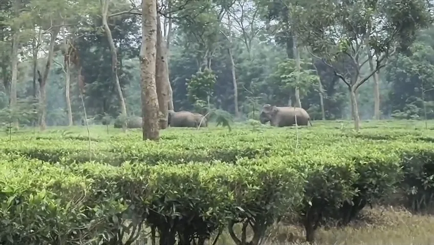 মুজনাই চা-বাগানে ৬ টি হাতির একটি দল