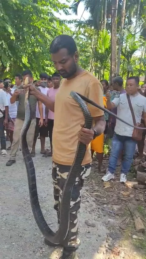 সুপারি বাগানে উদ্ধার ১২ ফুটের কিং কোবরা