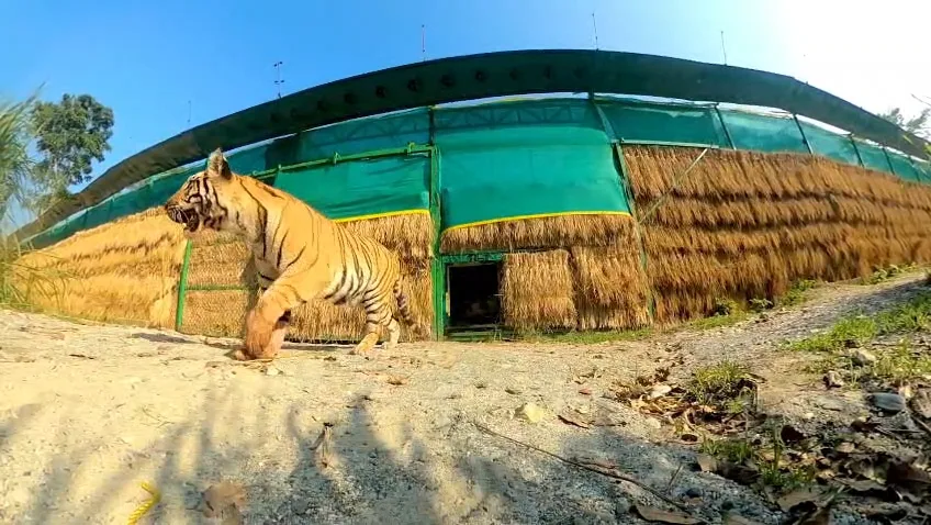 সঙ্গিনীর খোঁজে আসামের জঙ্গলে বাঘিনী