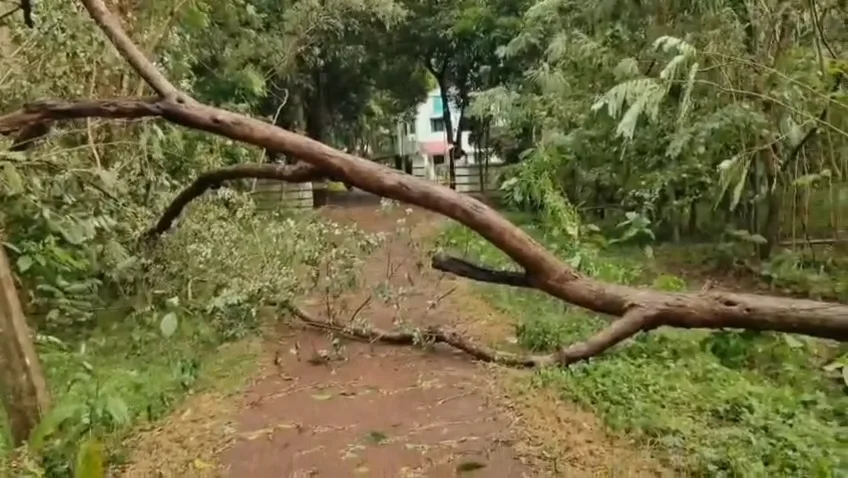 অর্ণবের জেরে লণ্ডভণ্ড এলাকা,রাস্তার উপর ভেঙে পড়ে আছে আস্ত গাছ