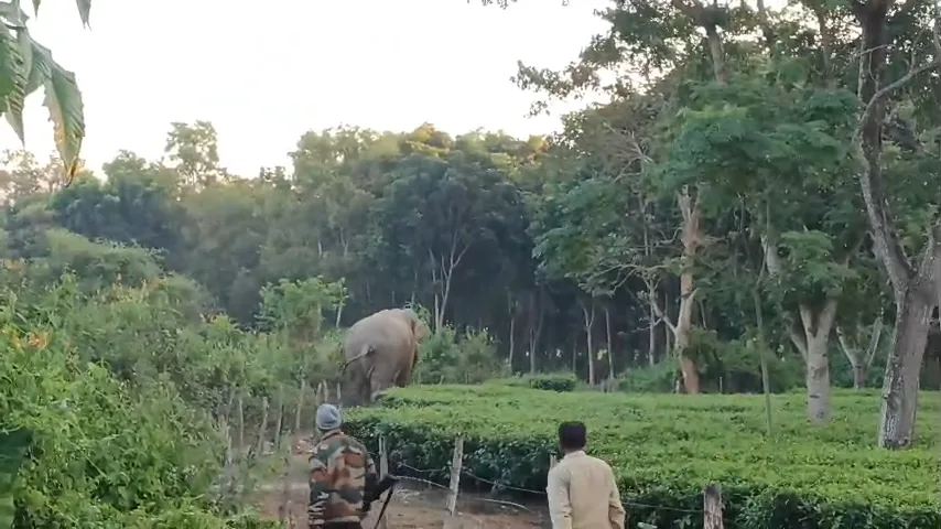 তাণ্ডব চালানো দাঁতাল হাতি