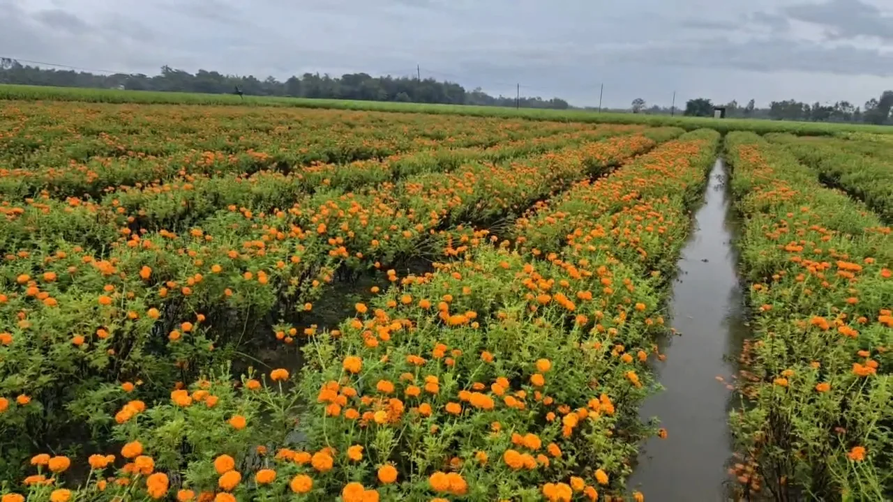 জল জমে ক্ষতির আশঙ্কা ফুল চাষের
