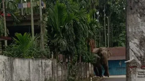 লোকালয়ে হাতি